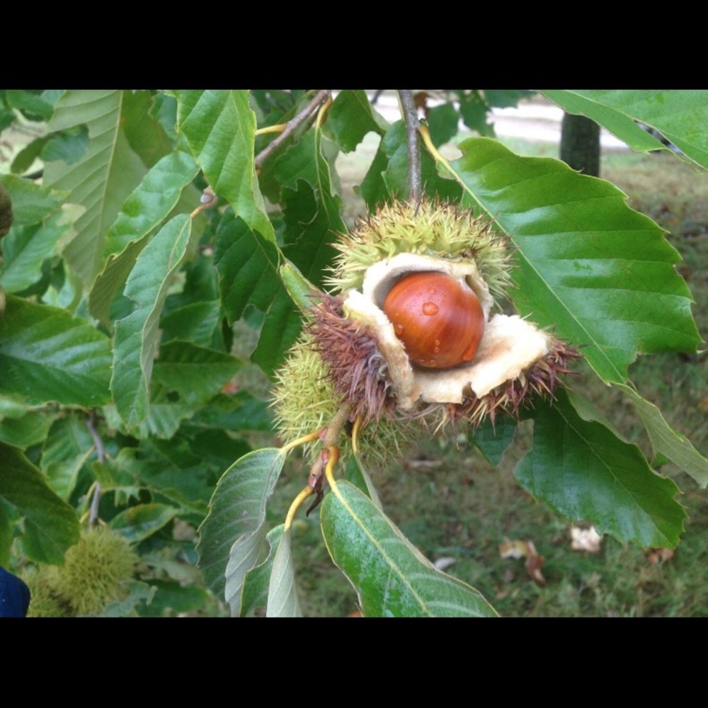 Meet your Posher, Chanel